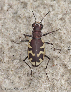 Cicindela formosa